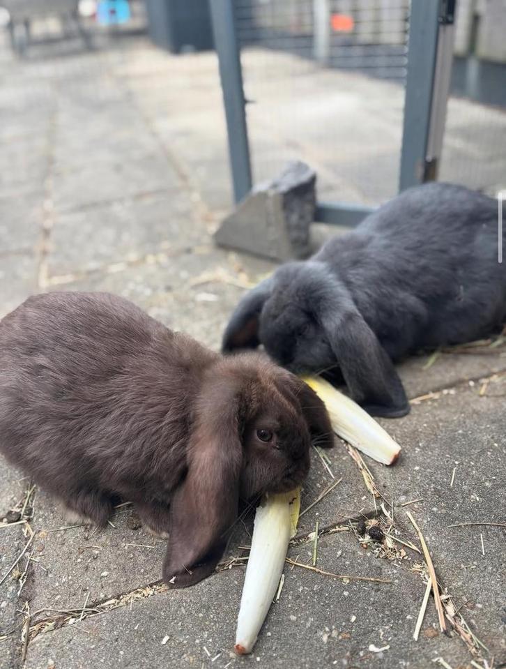Franse Langoor Konijn, Dieren en Toebehoren, Konijnen, Groot, Meerdere dieren