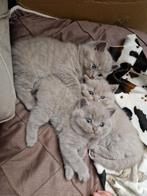 Britse Korthaar Kitten, Dieren en Toebehoren, Katten en Kittens | Raskatten | Korthaar, Poes, Ontwormd, 0 tot 2 jaar
