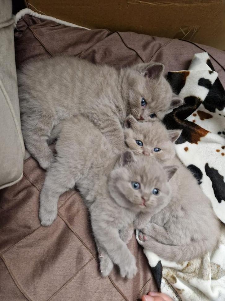 Britse Korthaar Kitten, Dieren en Toebehoren, Katten en Kittens | Raskatten | Korthaar, Poes, 0 tot 2 jaar, Ontwormd