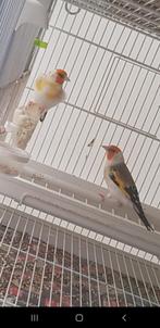 Putters Major, Dieren en Toebehoren, Vogels | Overige Vogels, Meerdere dieren, Wildzangvogel