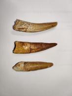 Spinosaurus tanden 3 stuks, Verzamelen, Verzenden