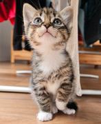 Europese korthaar kittens, Dieren en Toebehoren