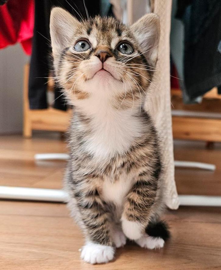 Europese korthaar kittens, Dieren en Toebehoren, Katten en Kittens | Overige Katten