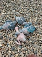 Halsbandparkieten blauw, van eind maart, Dieren en Toebehoren, Geslacht onbekend, Tropenvogel, Tam