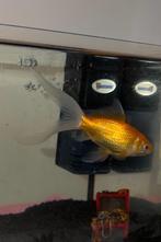 Goudvis (10 cm), Vis, Zoetwatervis