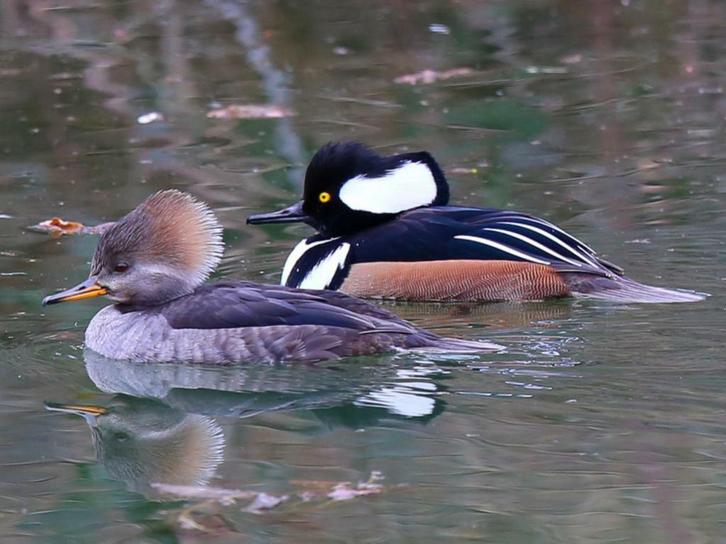 Siereenden, Dieren en Toebehoren, Pluimvee, Eend, Meerdere dieren