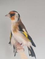 Majoor putter man, Mannelijk, Wildzangvogel, Geringd