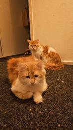 Siberische kat met lang, dik haar