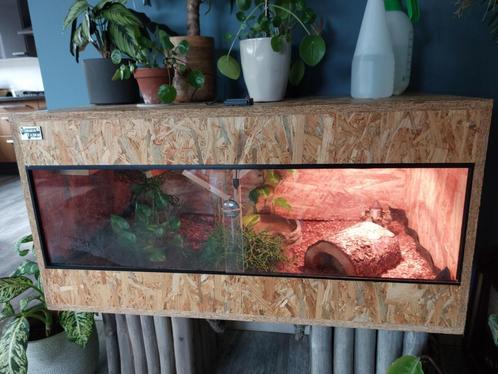 Terrarium 100x50x50 cm, Dieren en Toebehoren, Reptielen en Amfibieën | Toebehoren, Zo goed als nieuw, Terrarium of Paludarium