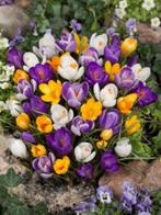 crocus grootbloemig bollen mix, Ophalen of Verzenden, Najaar, Volle zon, Bloembol