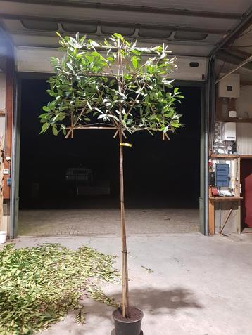 Leiboom Photinia fraseri red Robin glansmispel 