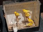 Kanarie, Dieren en Toebehoren, Vogels | Kanaries, Mannelijk, Kleurkanarie