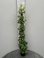 Klimop hedera hibernica, Tuin en Terras, Planten | Struiken en Hagen, Ophalen, Overige soorten, 100 tot 250 cm