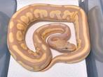 0.1 Candy Cinnamon 100% het. Pied Ball Python, Dieren en Toebehoren