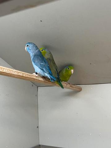 Forpus blauw & Groen beschikbaar voor biedingen