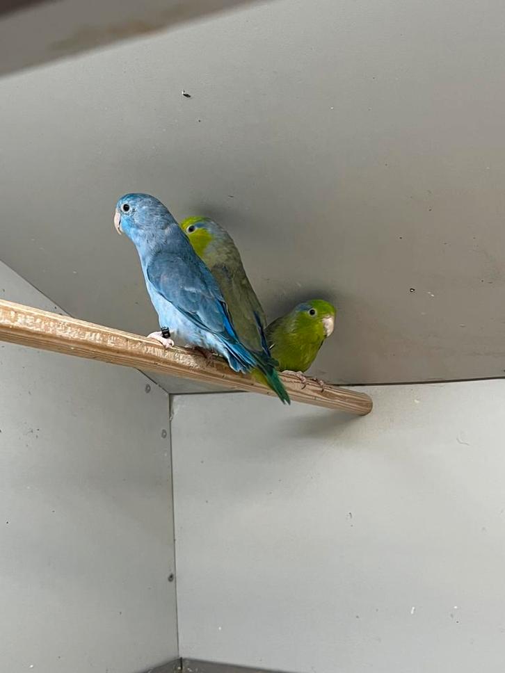 Forpus blauw & Groen, Dieren en Toebehoren, Vogels | Parkieten en Papegaaien, Parkiet, Meerdere dieren, Geringd