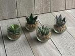 Kunst vetplant in glazen pot set van 4 stuks (NIEUW), Nieuw, Ophalen of Verzenden