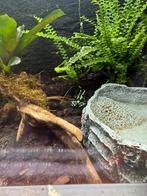 Dendrobates Auratus Costa Rica, Amfibie, 0 tot 2 jaar