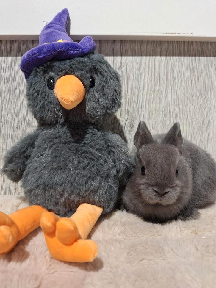 Konijntjes super lief en super tam., Dieren en Toebehoren, Konijnen, Dwerg, Meerdere dieren