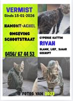 Vermist HAMONT, Dieren en Toebehoren, Kat