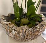 Schelpenvaas, Huis en Inrichting, Woonaccessoires | Vazen, Ophalen, Nieuw, Overige kleuren