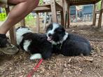Puppy’s  duitse herder /Australian shepgerd x samojeed, 8 tot 15 weken, Meerdere, Meerdere dieren, Herder