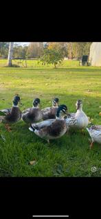 Silver appleyard eenden kwakers, Dieren en Toebehoren, Meerdere dieren, Eend