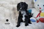 Medium kruising spaniel x labradoodle pups., Dieren en Toebehoren, Nederland, 8 tot 15 weken, CDV (hondenziekte), Eén hond