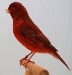 Rode pigment kanarie koppels, Dieren en Toebehoren, Vogels | Kanaries, Meerdere dieren, Kleurkanarie