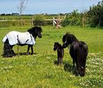 Super lief shetlander hengstveulen., Dieren en Toebehoren, Niet van toepassing, 0 tot 2 jaar, Hengst, A pony (tot 1.17m)