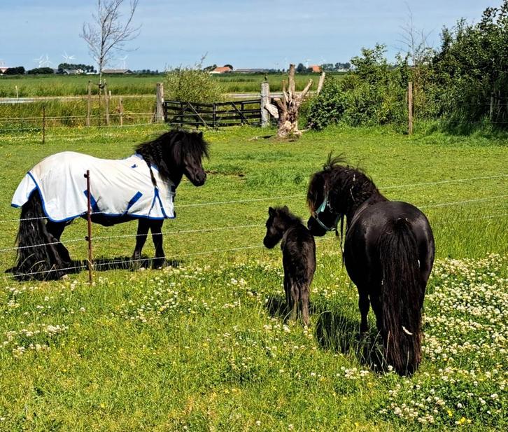 Super lief shetlander hengstveulen., Dieren en Toebehoren, Pony's, Hengst, Niet van toepassing, A pony (tot 1.17m), Recreatiepony