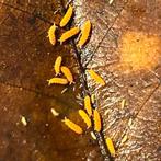 Unieke oranje springstaartjes (met GRATIS voeding)!, Dieren en Toebehoren, Insecten en Spinnen, Overige soorten