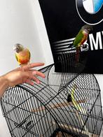 1 koppel met kooi omdat ik heb geen tijd voor, Meerdere dieren, Parkiet, Tam