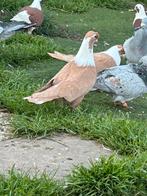 Duiven te koop, Dieren en Toebehoren, Vogels | Duiven, Meerdere dieren, Overige soorten