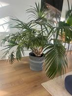 Mooie Kamerplant Palm, Huis en Inrichting, Kamerplanten, Ophalen, 100 tot 150 cm, Palm, Halfschaduw