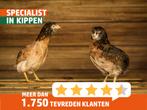 Araucana kippen | Gekleurde eieren | Passend advies