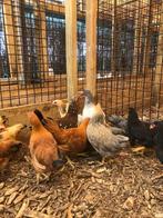 Plymouth rock kriel kippen | Jong volwassen | Passend advies, Vrouwelijk, Kip
