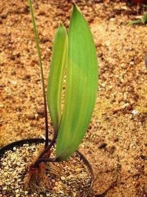 Caudex Aff Eriospermum Abyssinicum oorsprong uit Tanzania, Huis en Inrichting, Kamerplanten, Overige soorten, Minder dan 100 cm