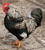 Barnevelder dubbel gezoomd haan, Mannelijk, Kip