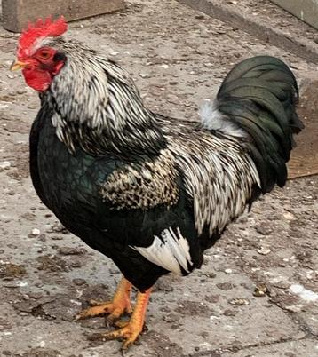 Barnevelder dubbel gezoomd haan beschikbaar voor biedingen