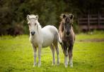 2 hele aparte grote maat shetlander jaarlingen, Hengst, A pony (tot 1.17m), Met stamboom, 0 tot 2 jaar