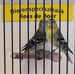 Europese sijzen wildkleur, Dieren en Toebehoren, Vogels | Overige Vogels, Meerdere dieren, Wildzangvogel, Geringd