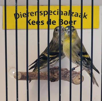 Europese sijzen wildkleur  beschikbaar voor biedingen