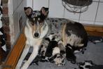 Te koop Schotse Herdershond korthaar pups, Dieren en Toebehoren, Honden | Herdershonden en Veedrijvers, CDV (hondenziekte), 8 tot 15 weken