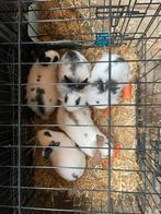 Baby dwergkonijntjes te koop, gelijk ophalen, Dieren en Toebehoren, Konijnen, Meerdere dieren, Klein, 0 tot 2 jaar