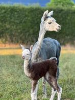 Blauw grijze alpaca merrie met rosegrey alpaca merrie 1 week, Dieren en Toebehoren, Overige Dieren, September, Vrouwelijk