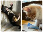 Mooie, levenslustige kittens, Dieren en Toebehoren, Katten en Kittens | Overige Katten, Meerdere dieren, Kortharig, 0 tot 2 jaar