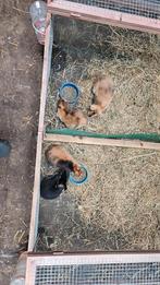 Leuke konijnen te koop, Dieren en Toebehoren, Konijnen, Meerdere dieren, Klein, 0 tot 2 jaar
