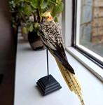 Opgezette valkparkiet, Ophalen of Verzenden, Zo goed als nieuw, Vogel, Opgezet dier