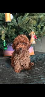 Toy poedel, Dieren en Toebehoren, Honden | Chihuahua's en Gezelschapshonden, Poedel, Rabiës (hondsdolheid), 15 weken tot 1 jaar